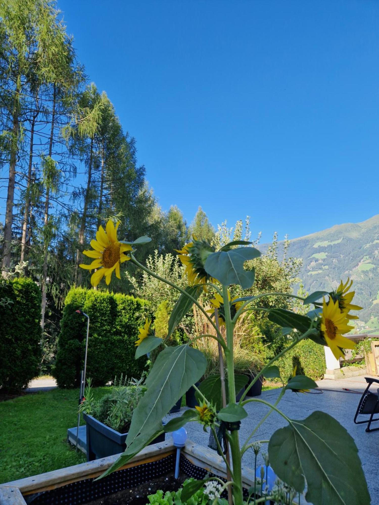 Haus Roland Leilighet Zell am Ziller Eksteriør bilde