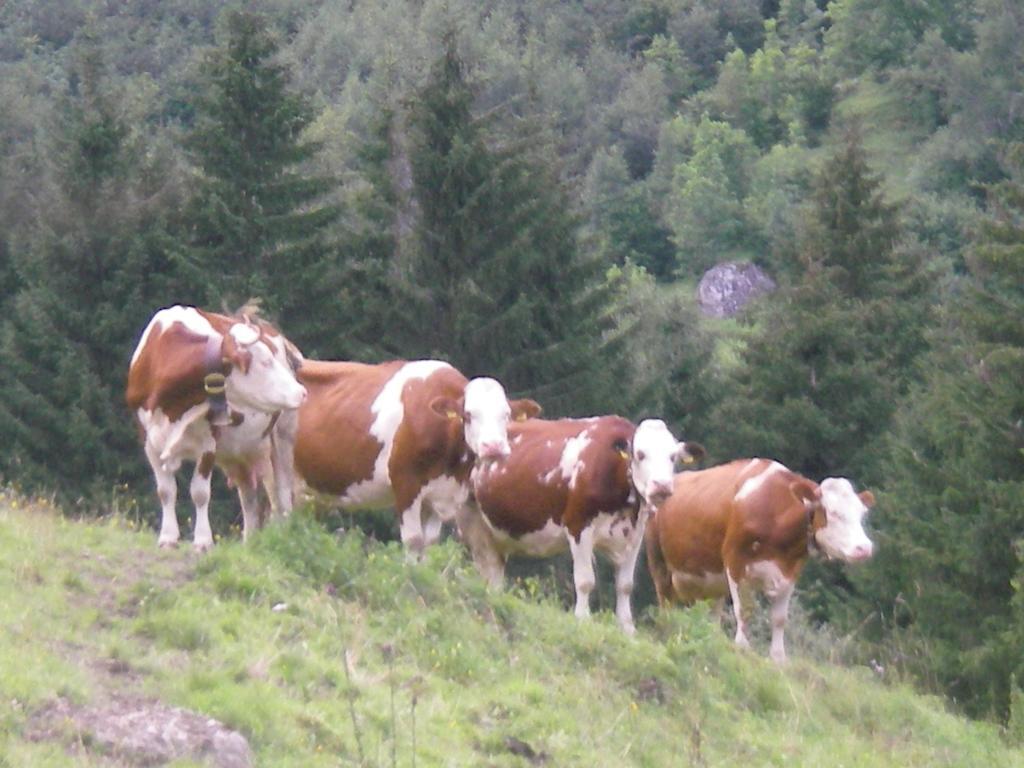 Haus Roland Leilighet Zell am Ziller Eksteriør bilde